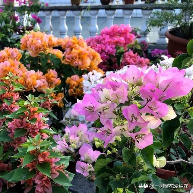 秋天有什么花容易养又好看，这20种花建议选几个