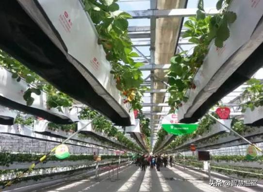 新型大棚草莓种植技术，大棚草莓A型架立体无土栽培技术
