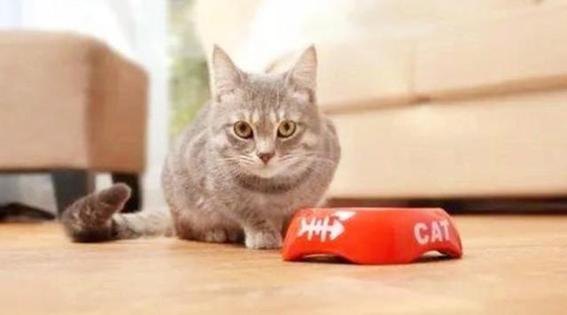 怎么解决猫咪挑食的问题，改善挑食，是一场人猫拉锯战