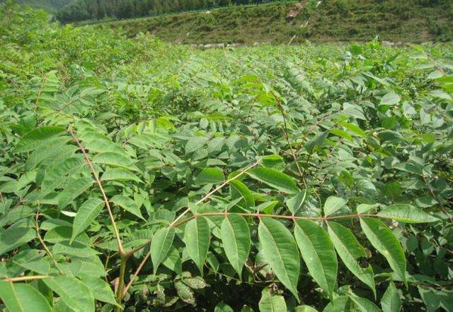 黄菠萝的种植技术，农业种植：黄菠萝稳产技术