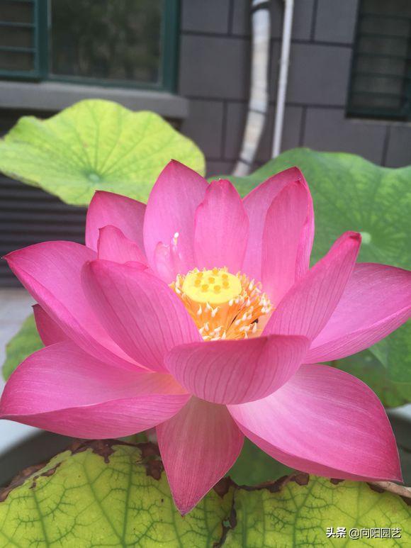 各国的国花是哪些花卉，几个国家的国花，哪个最好看