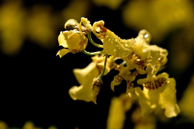 十大最香兰花品种，11种难得一见的名贵兰花