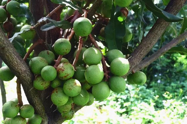 夏威夷果长什么样，原来夏威夷果是长这样的（夏威夷果：“名不副实”的坚果）
