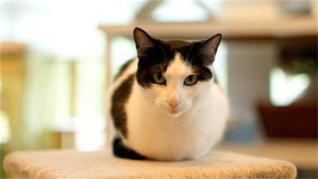 养黑猫有什么忌讳，养黑猫禁忌（可不要再迷信啦）