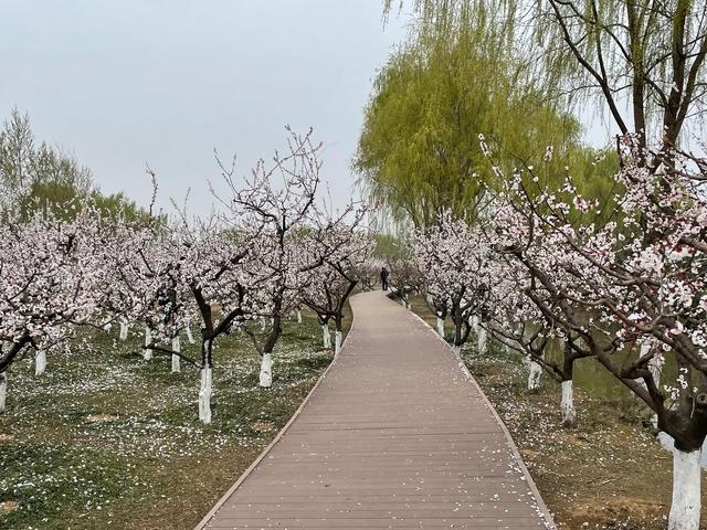 沾衣欲湿杏花雨的下一句，沾衣欲湿杏花雨后面一句是什么（吹面不寒杨柳风。诗句常被引用）