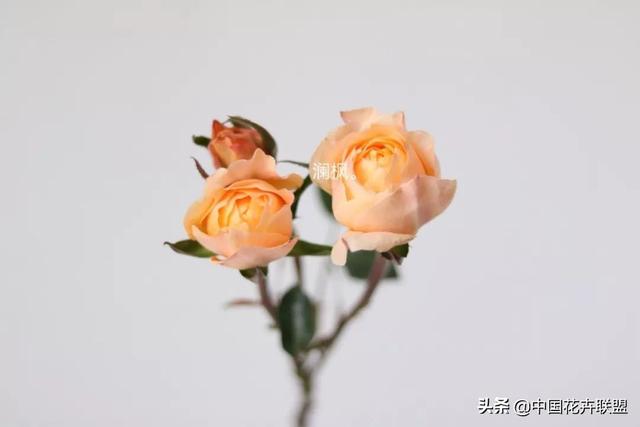 情人节送玫瑰花的含义情人节 看看你男朋友送你的是什么玫瑰花吧，玫瑰大合