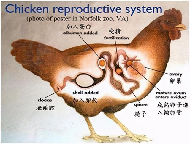 公鸡与母鸡的区别，公鸡和母鸡有什么分辨（产后喝母鸡汤还是公鸡汤）