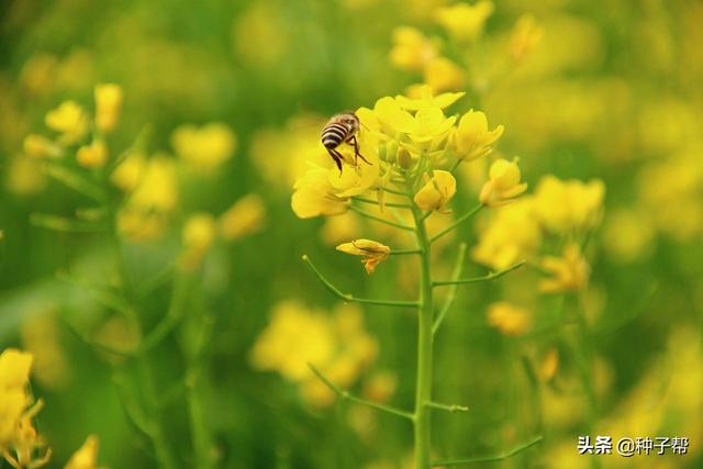 最佳油菜花观赏地，快来这里看油菜花海