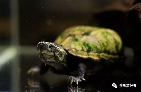 养乌龟用什么水，养龟要用什么水合适（之乌龟对水质的要求和处理办法）