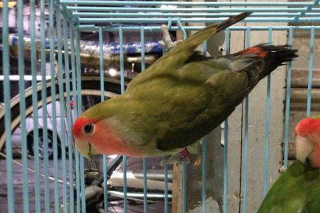 牡丹鹦鹉品种介绍大全，面类牡丹鹦鹉的所有品种