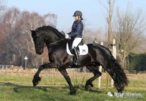 世界十大品种名马，世界上最强的五种马