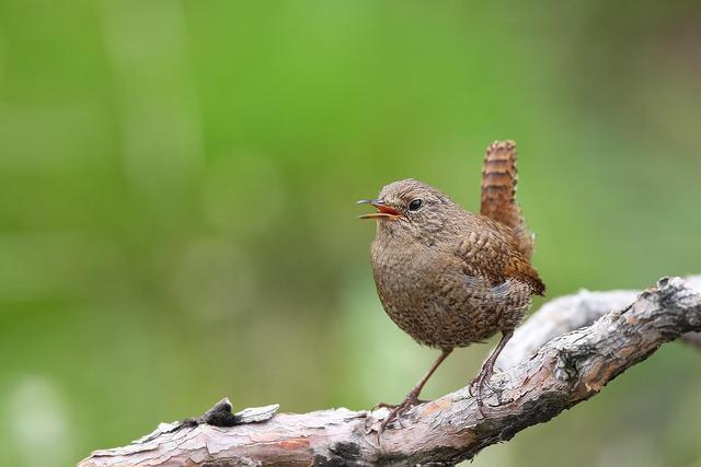 有文采有创意的春联十五副，别具一格的7副春联