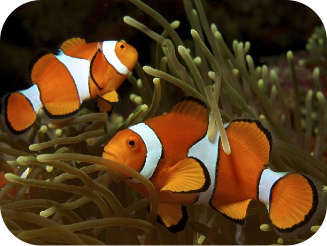 带你认识小丑鱼，小丑鱼是可爱的吗