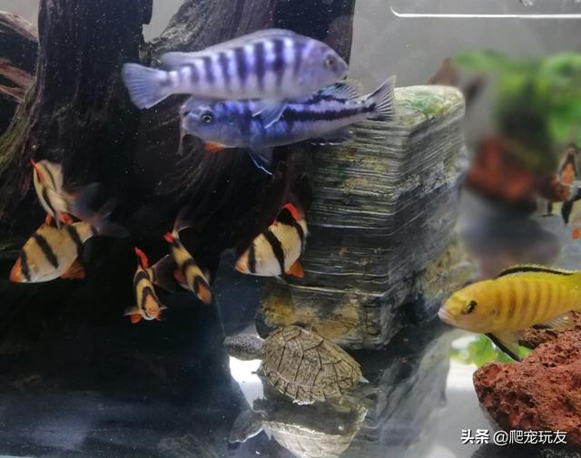 鱼和龟混养怎么喂食，掌握方法很重要鹭港相处没问题