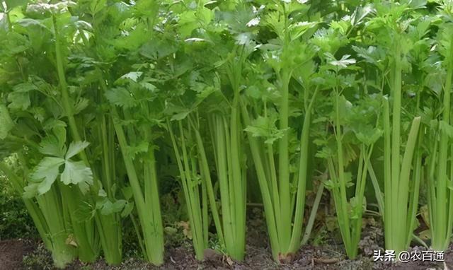 茄子种子催芽方法，蔬菜种子催芽有几种方法