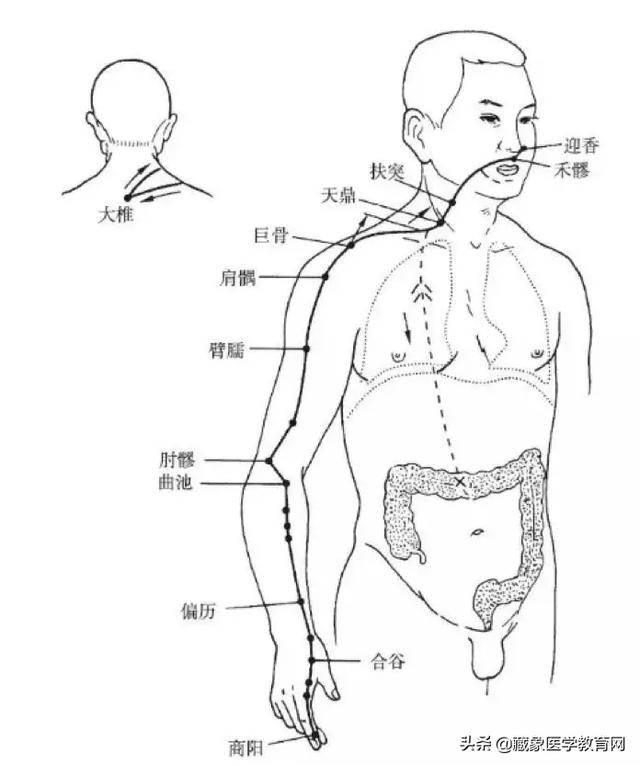 十二经络循行路线，十二经脉循行走向与交接规律图解（<十分钟教你终生不忘）