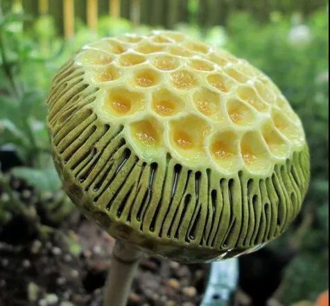 美丽的蘑菇大自然的杰作，草地上各种各样的蘑菇