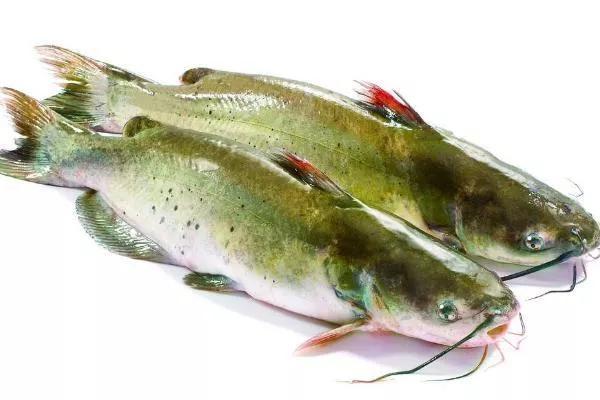 无骨烤鱼是鲶鱼吗，惊艳的无骨烤鱼