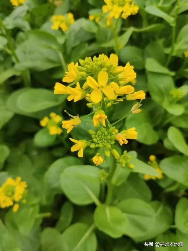 福州公园有什么花，6.5万花朵齐盛开