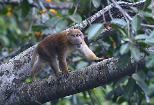 国家重点保护野生动物名录分几级，国家重点保护野生动物名录公布