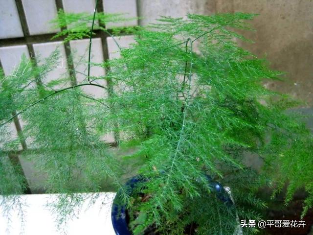 教师节送什么花给老师，教师节最好送什么花给老师
