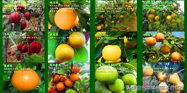 哪种梨最好吃，这6个地方比较出名