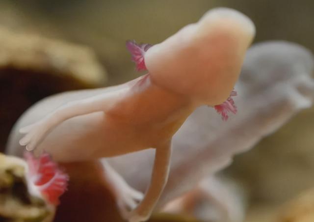 世界上最懒的动物，世界上唯一懒的动物（可7年不吃不喝不运动）