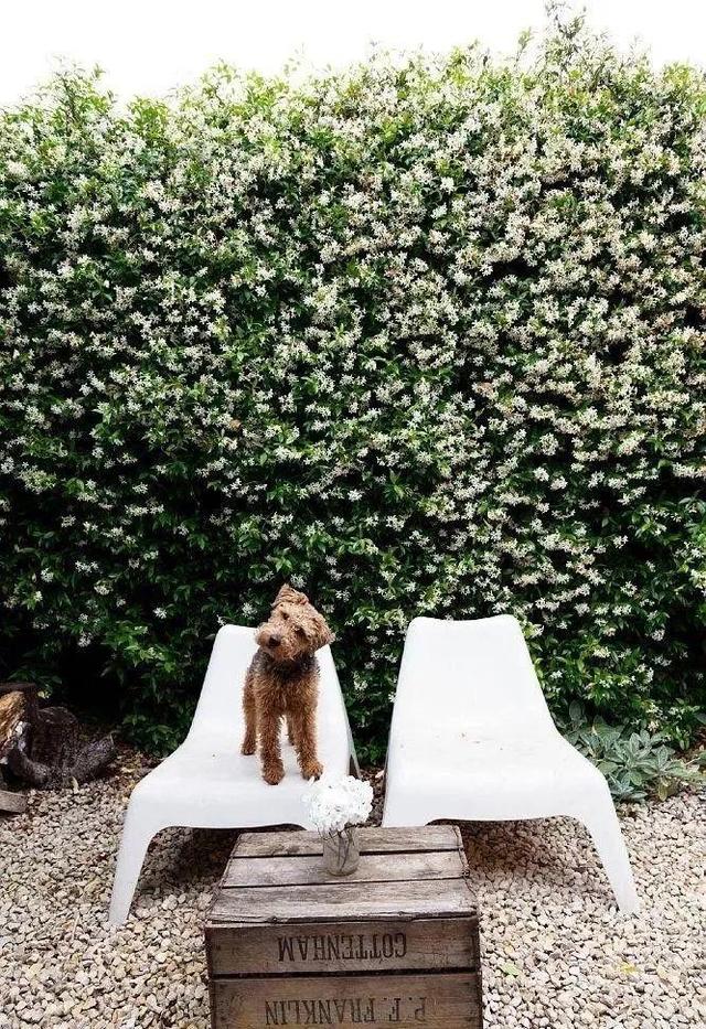 庭院中种什么爬藤花，院子里如果想搭设花廊架