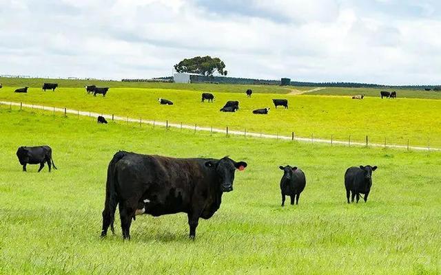 牛排几分熟常识，这样回答才正确