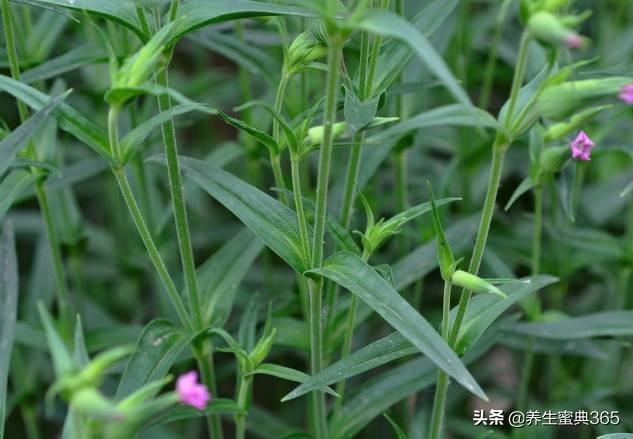 可以吃的野菜有哪几种，这100种野菜很常见