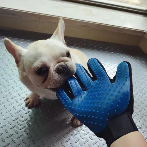 狗子啥时候掉毛严重，为什么狗狗在冬天掉毛特别多