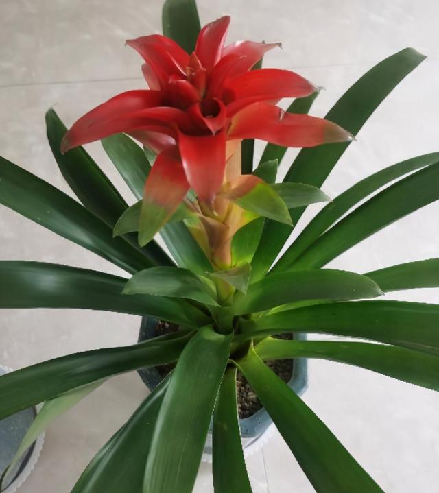 一年四季红的花卉有哪些，常见的10种全年开花的植物