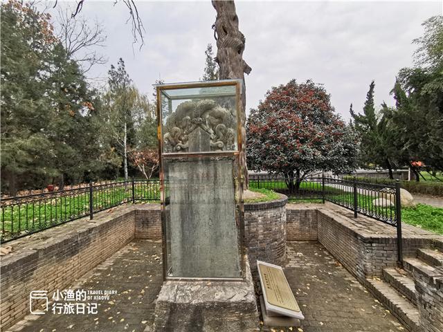 西安最古老的银杏树，太神奇了2600年前老子在西安种了株银杏