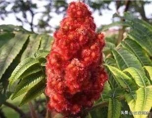 治糖尿病的鹊(治疗糖尿病的经典名方)