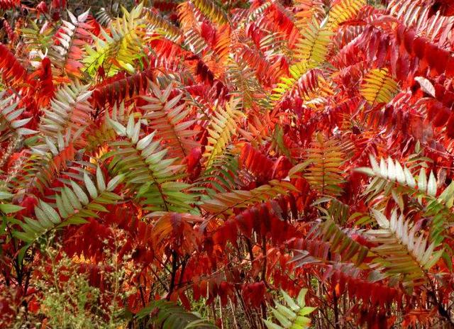 观赏性高的会开花的树，18种紫红色叶片的树木