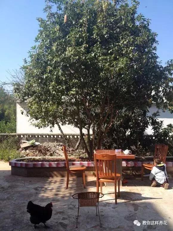 院子里种什么树可以招财进宝，5种树是院子里的