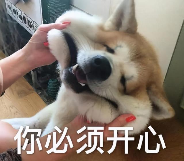 寓意好的狗狗名字，寓意吉祥的狗名字大全