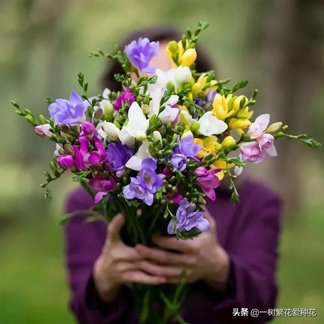 秋天有什么花容易养又好看，这20种花建议选几个