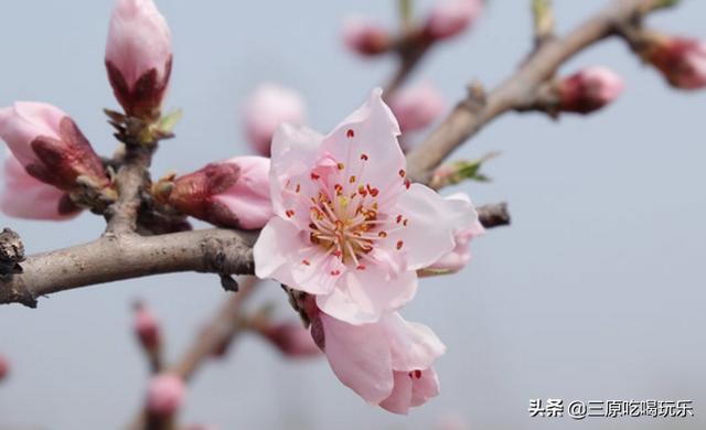 咸阳春天旅游景点大全，一天清明假期，去哪游玩