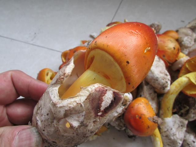 红色的有毒蘑菇有哪几种，颜色鲜艳的蘑菇就是有毒的吗