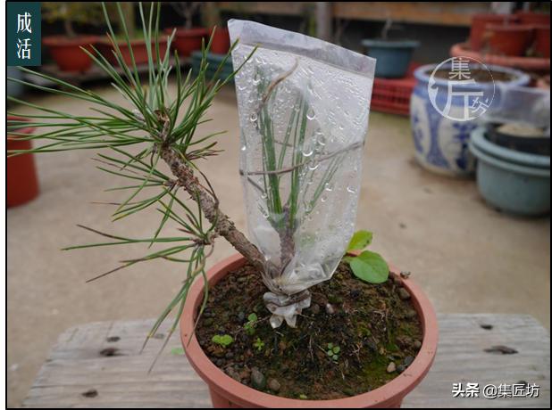 常用的嫁接技术方法，提高嫁接成活率