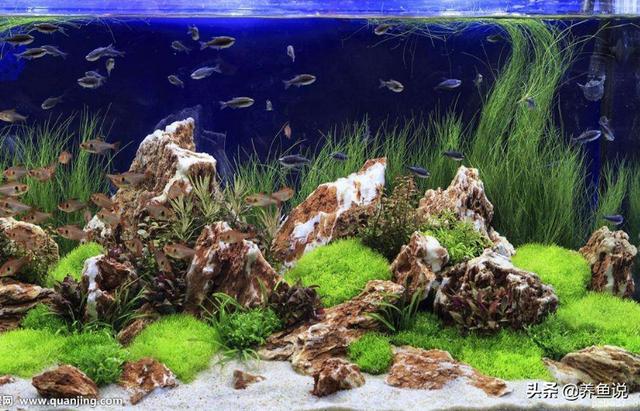 鱼缸的滤材摆放位置图，鱼缸选好这3种滤材