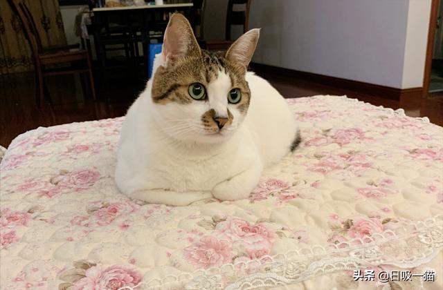 如何第一次给猫咪剪指甲，教你如何给猫咪剪指甲