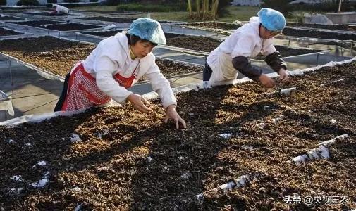 木耳食用的注意事项，黑木耳泡发不当或有生命危险