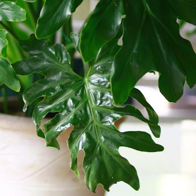 观叶植物的室内摆放，家里盆栽摆放有讲究