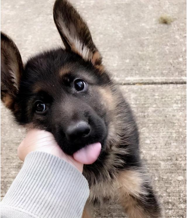 可爱聪明又调皮的狗狗排行榜，前5位最“聪明”的狗狗