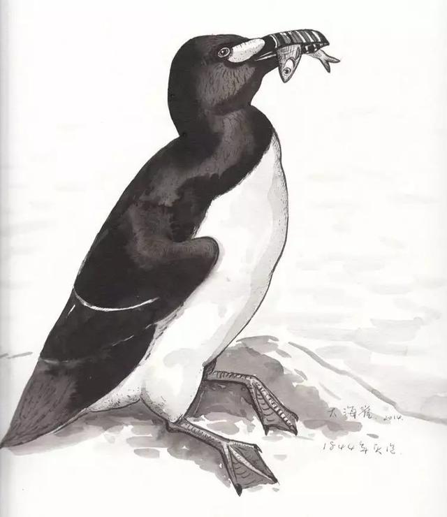 南极最大的大企鹅，最早的企鹅北极大企鹅