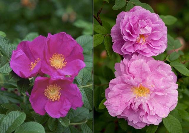 玫瑰与月季的区别，玫瑰和月季的主要区别（一篇文章告诉你它俩之间的差别）