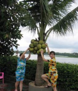 海南椰子怎么开盖，海南人5种常见摘椰子方法