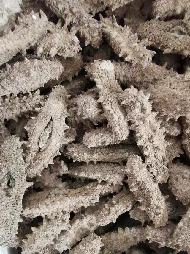 泡发海参的最佳方法，海参最佳泡发方法